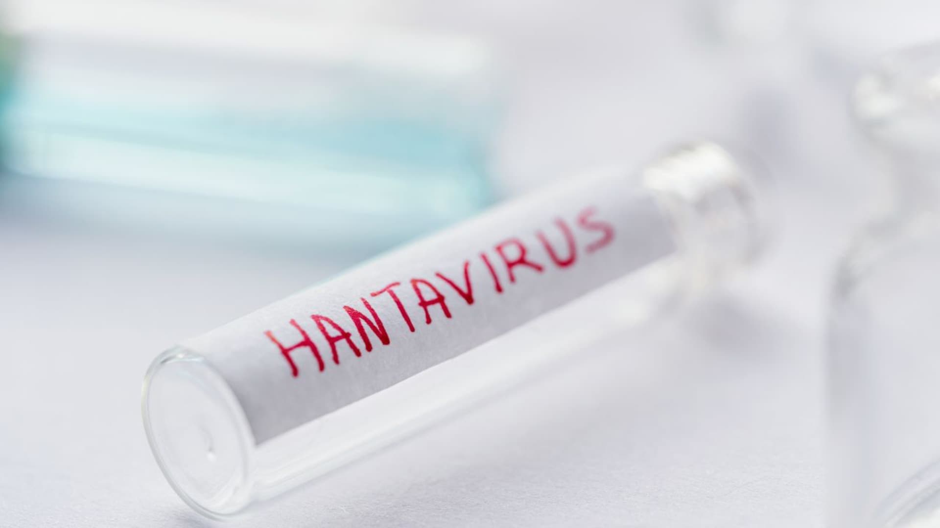 Hantavirus, paura da contagio: tutto quello che c'è da sapere e come proteggersi