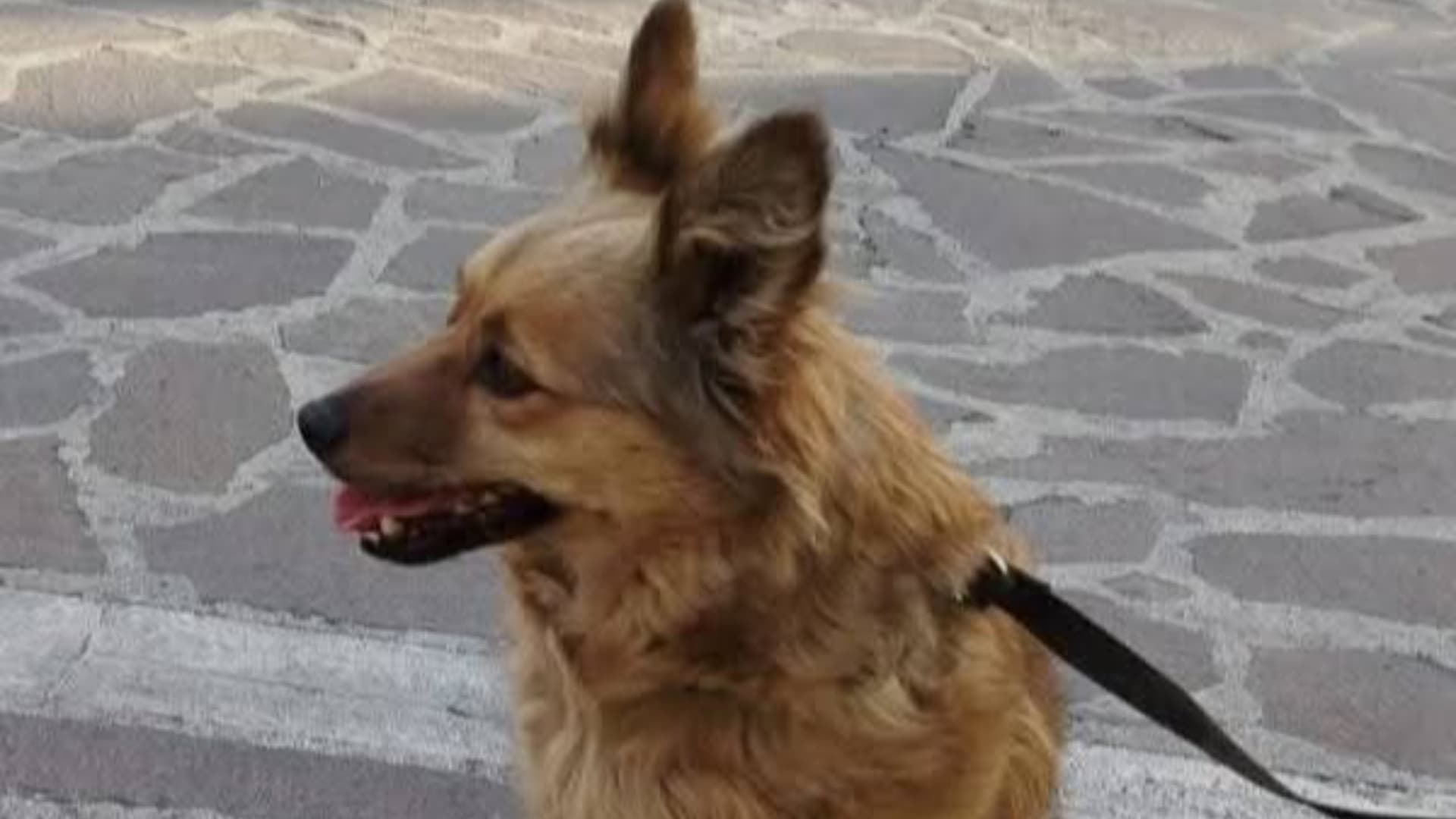 Pescara, cagnolina Testina: chiesto l'annullamento dell'affidamento e nuova istruttoria