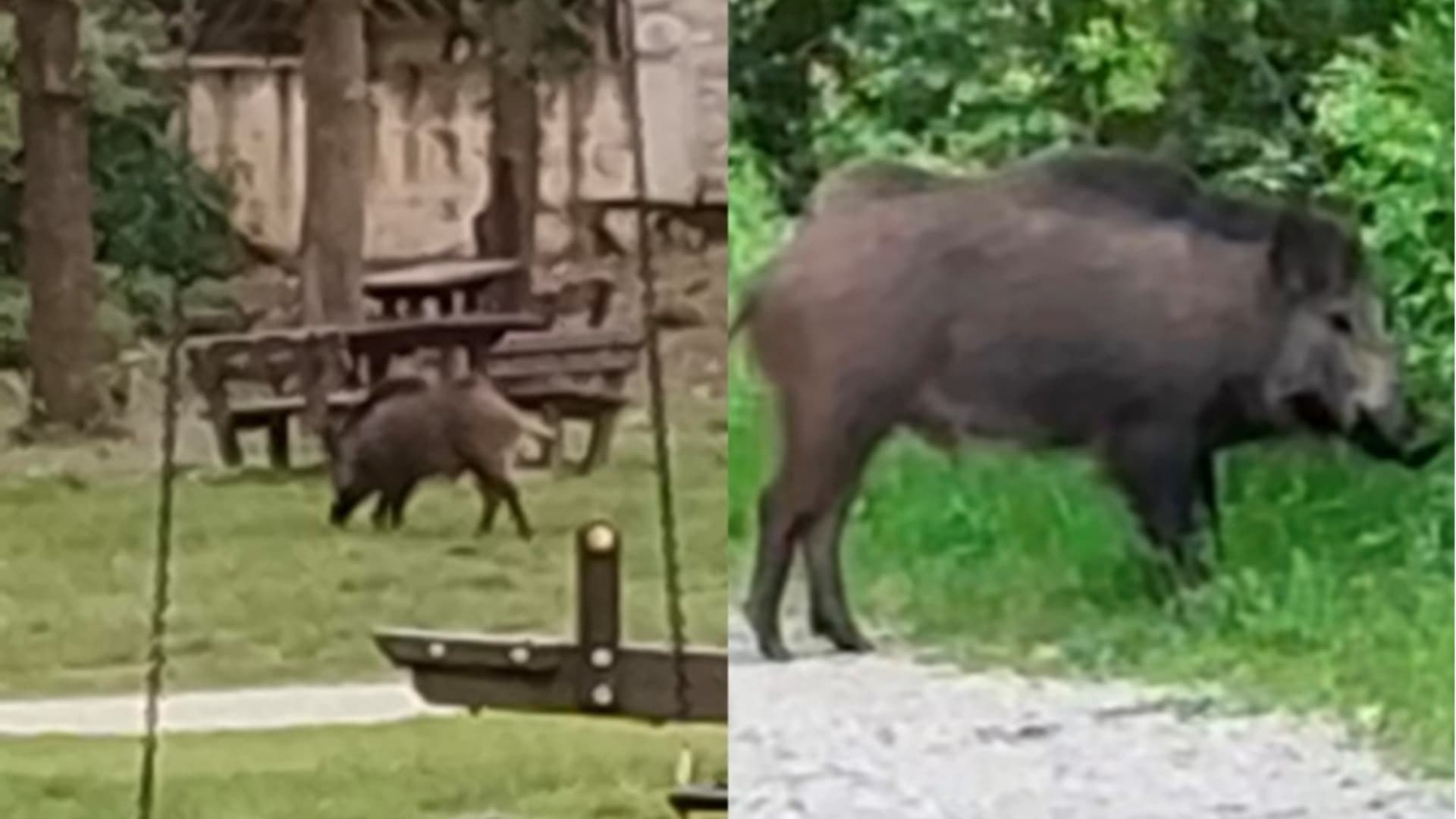 Teramo, cinghiali e zecche vicino alle aree giochi: cresce la preoccupazione - L'ultimo episodio