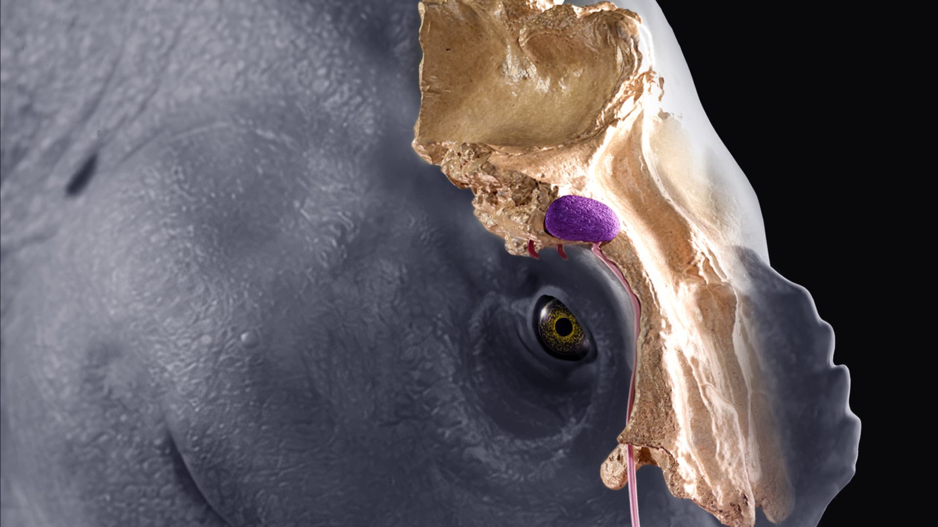 Le ghiandole del sale in uno spinosaurido
