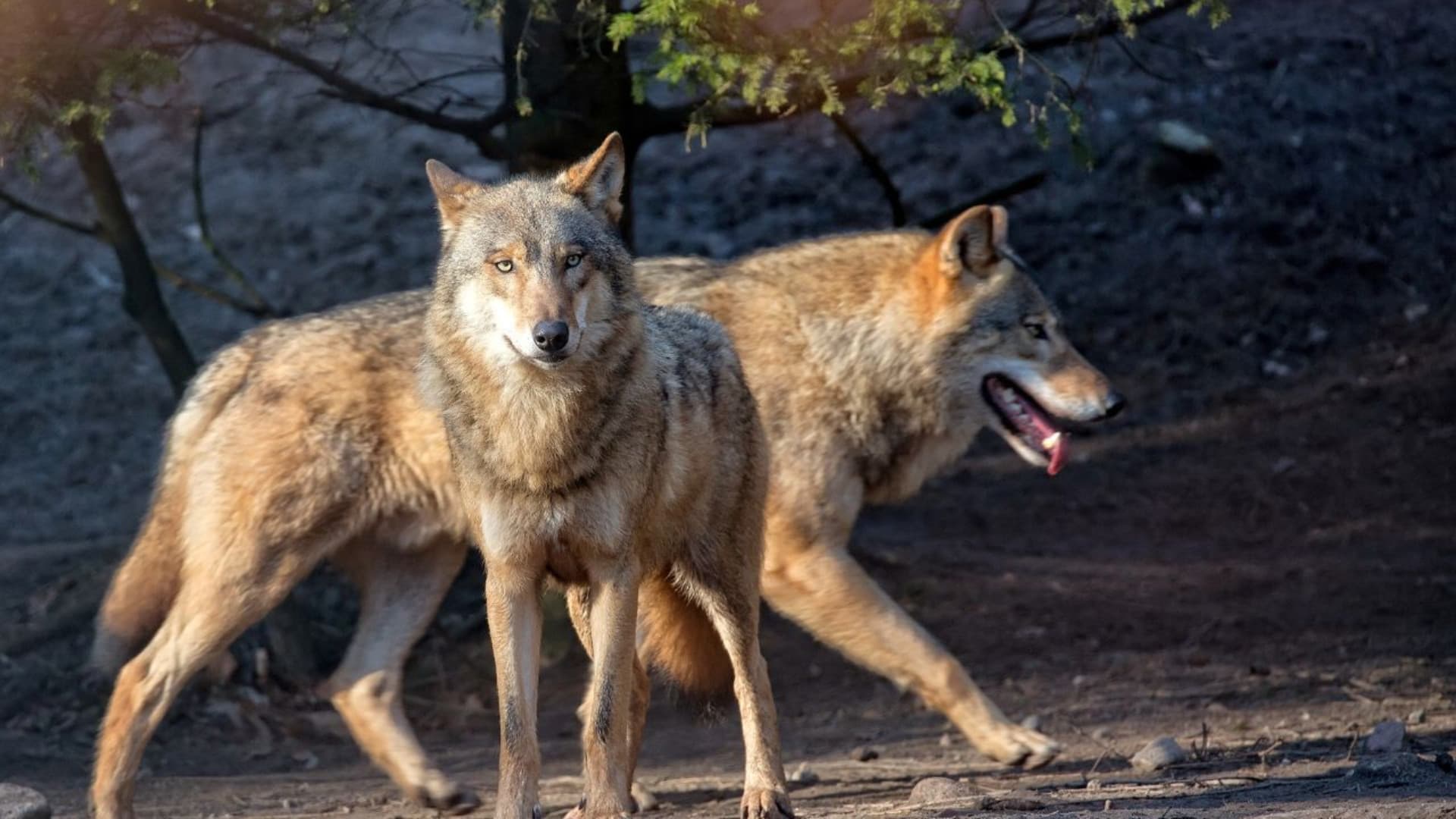 Strage di lupi nel Parco d’Abruzzo, l’inchiesta entra nel vivo: ecco su cosa s'indaga
