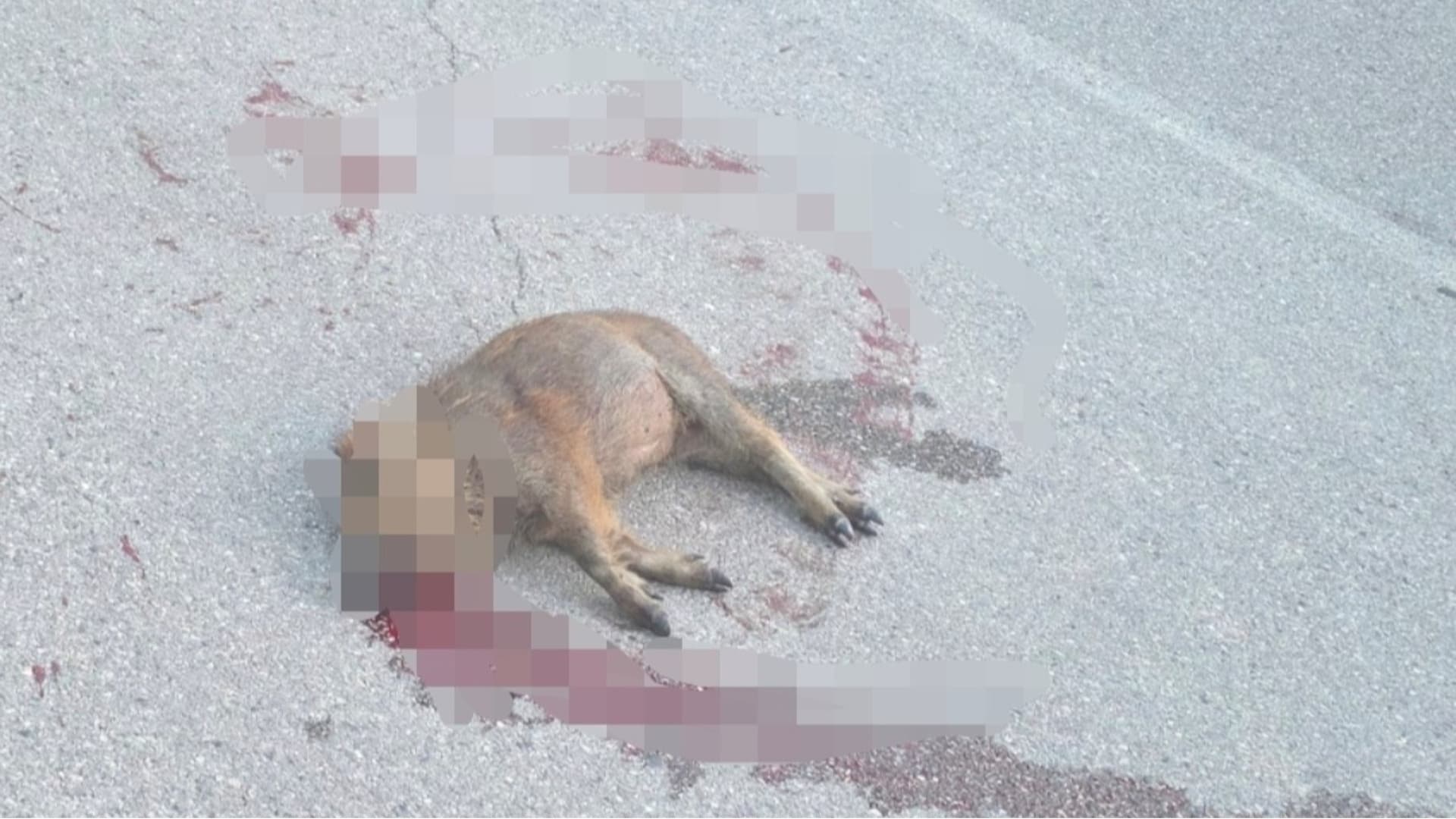 Teramo, branco di 50 cinghiali attraversa la carreggiata: muore un cucciolo. Salvo un motociclista