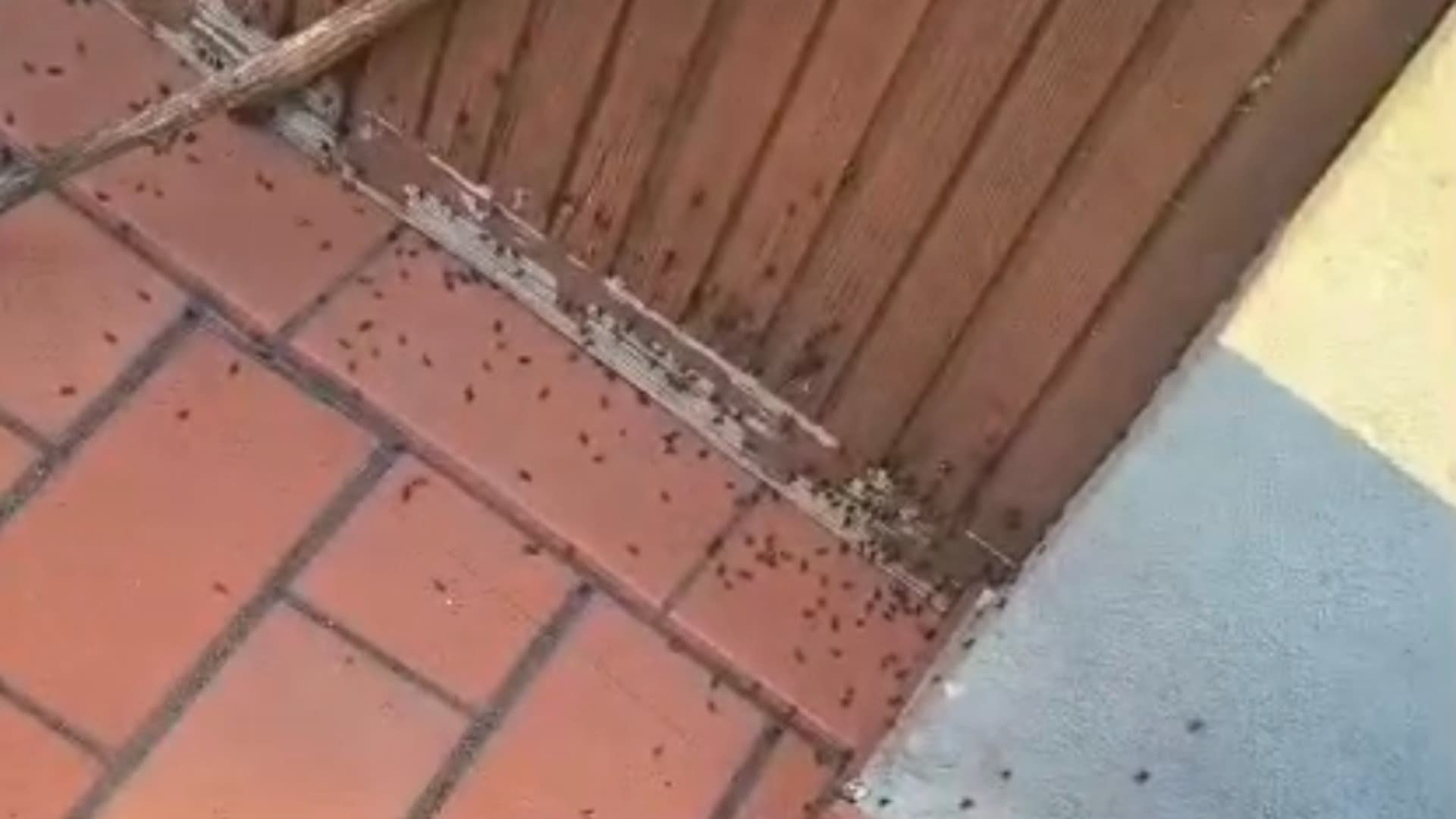 Un'immagine fra le varie segnalazioni