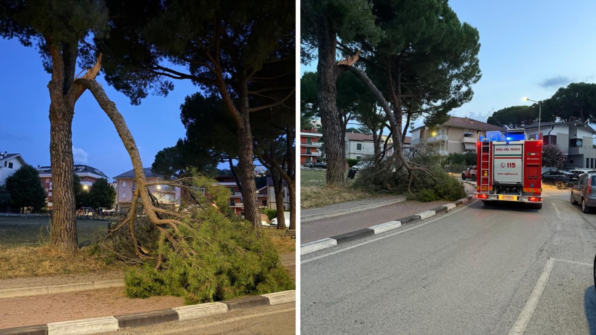 L'albero caduto
