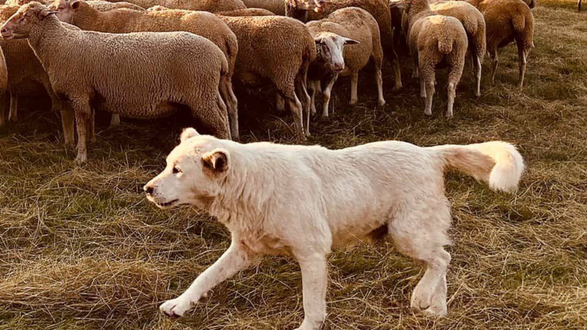 L'Aquila, ritorna la Rassegna degli Ovini di Campo Imperatore: al via le iscrizioni per la 65ª edizione