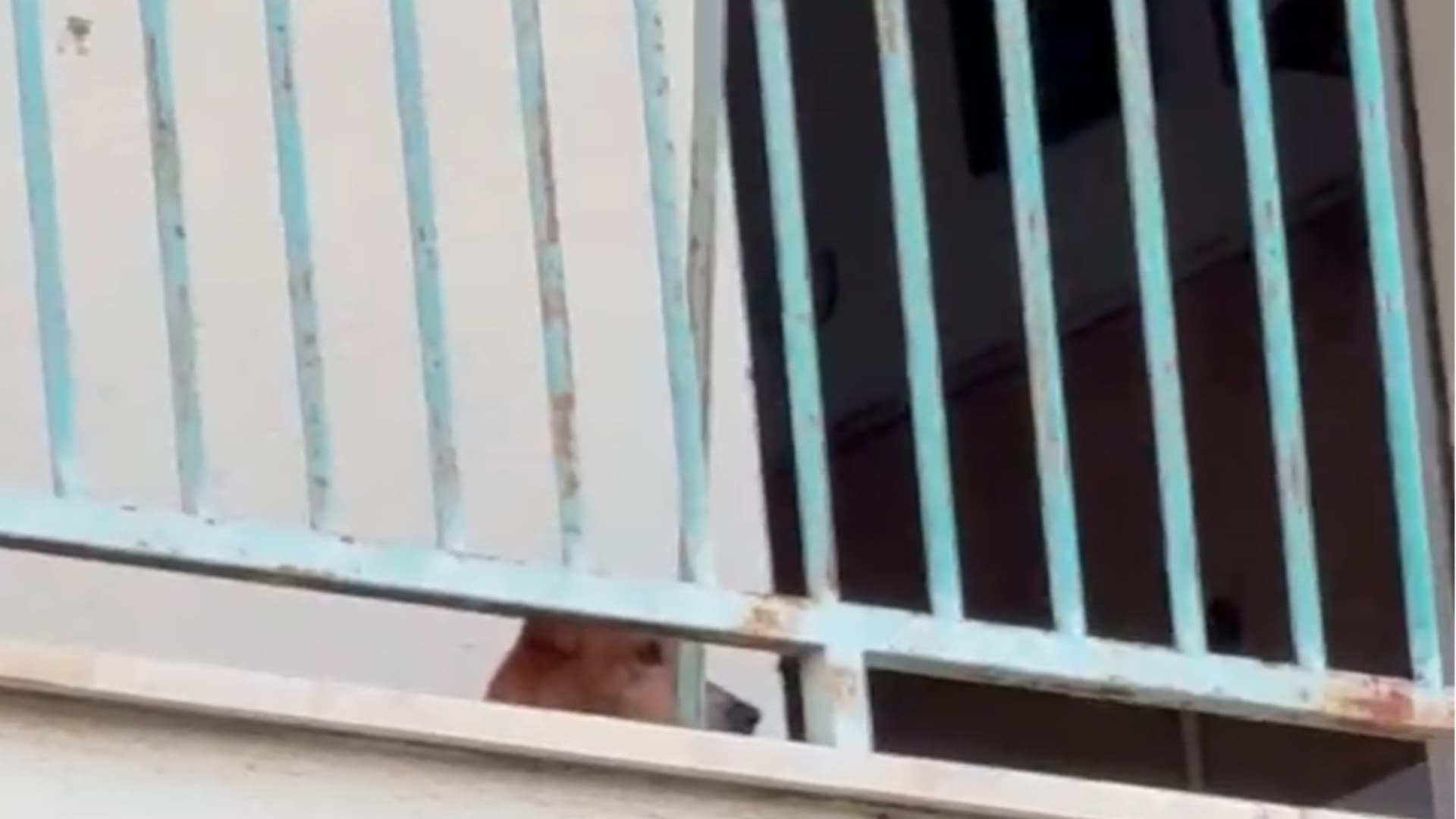 Teramo, l'uomo e il cane rimasti a vivere negli alloggi del sisma: ora scattano nuove chiusure - Video