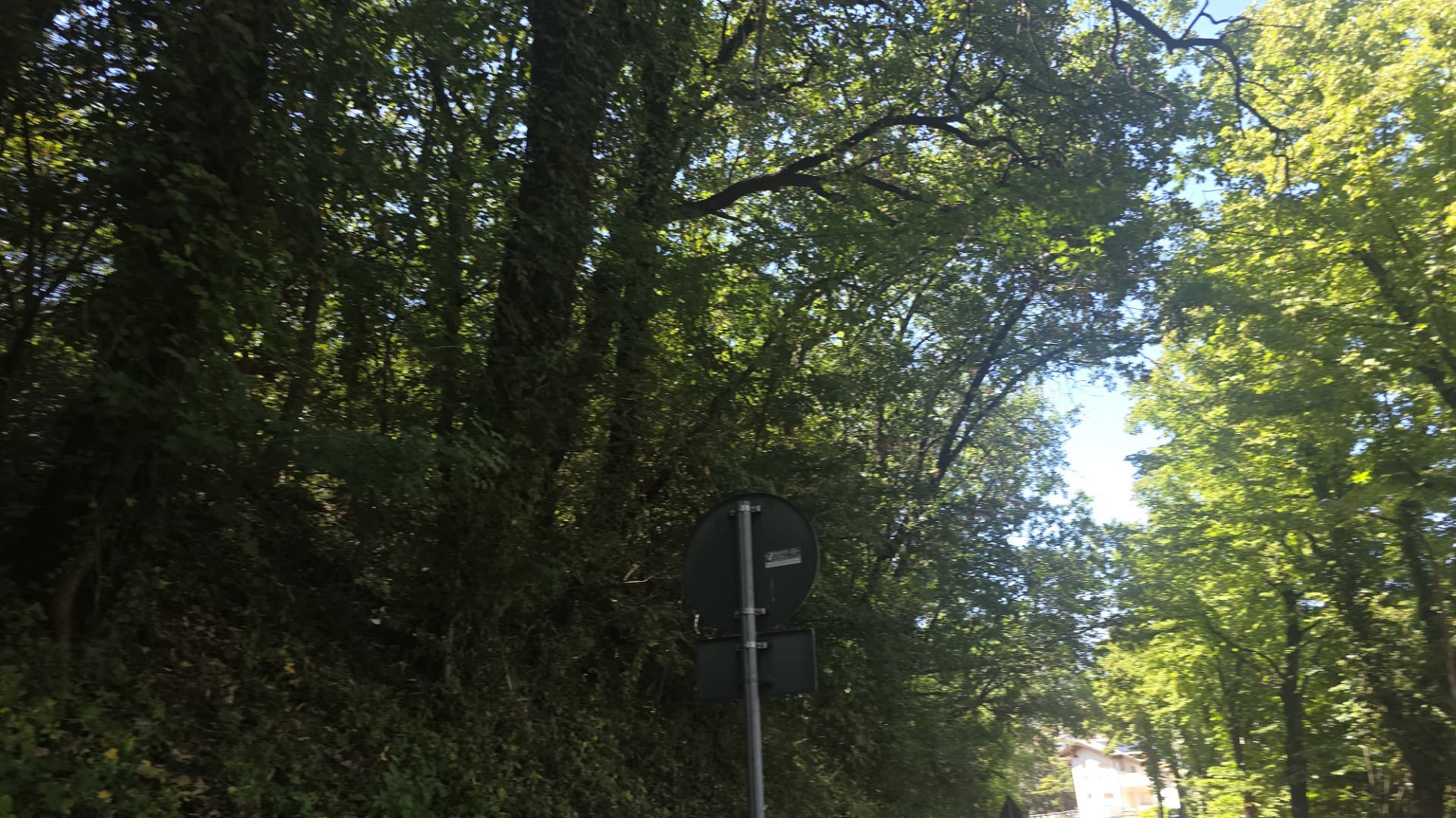 Gli alberi inclinati
