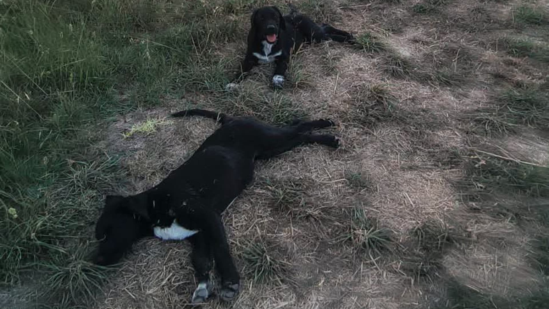 I cuccioli abbandonati