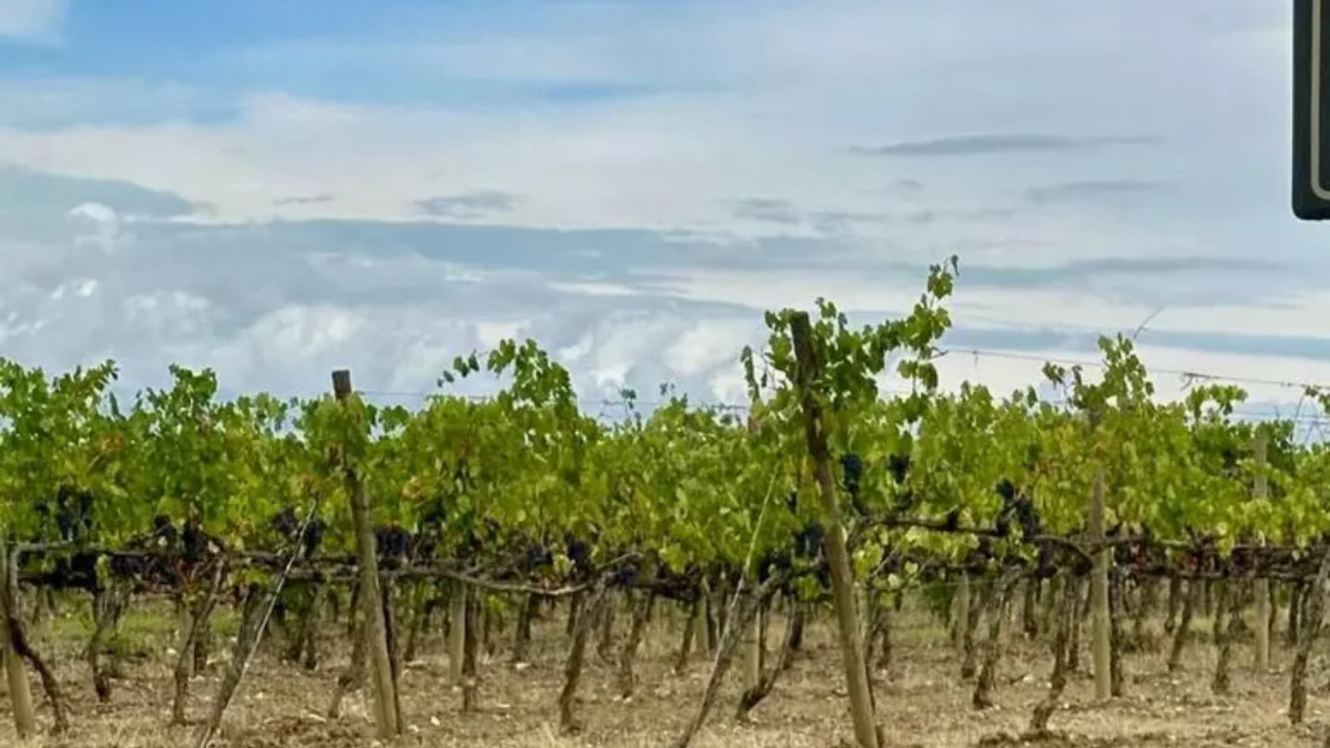 Vendemmia 2026 in Abruzzo: via anticipata al 3 agosto tra caldo e qualità