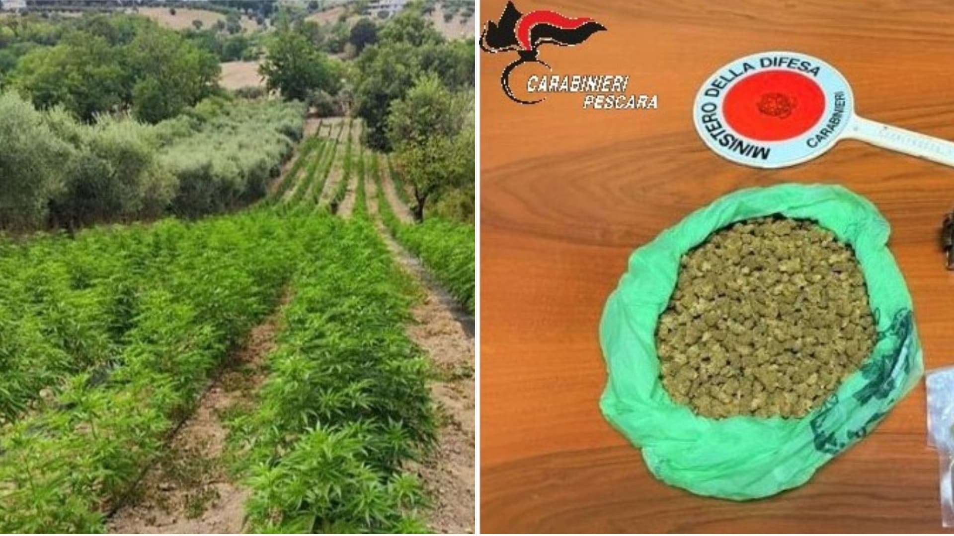 Penne, controllo stradale porta alla scoperta di mille piante di cannabis: arrestato 44enne