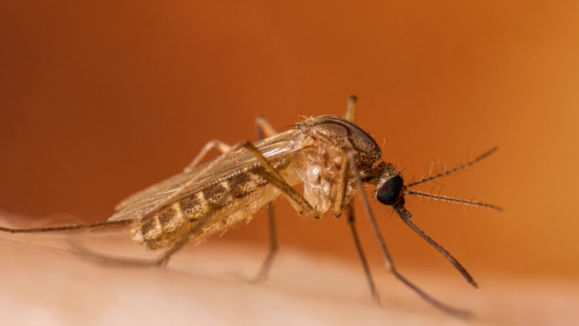 Allarme West Nile in Abruzzo