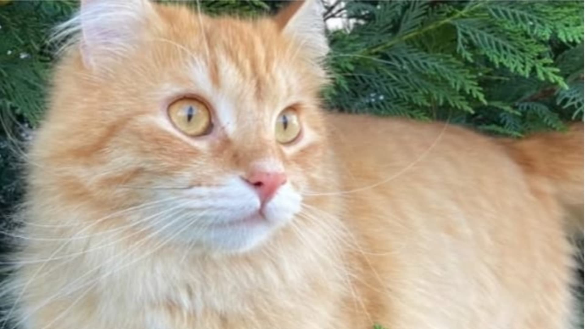 Il gatto