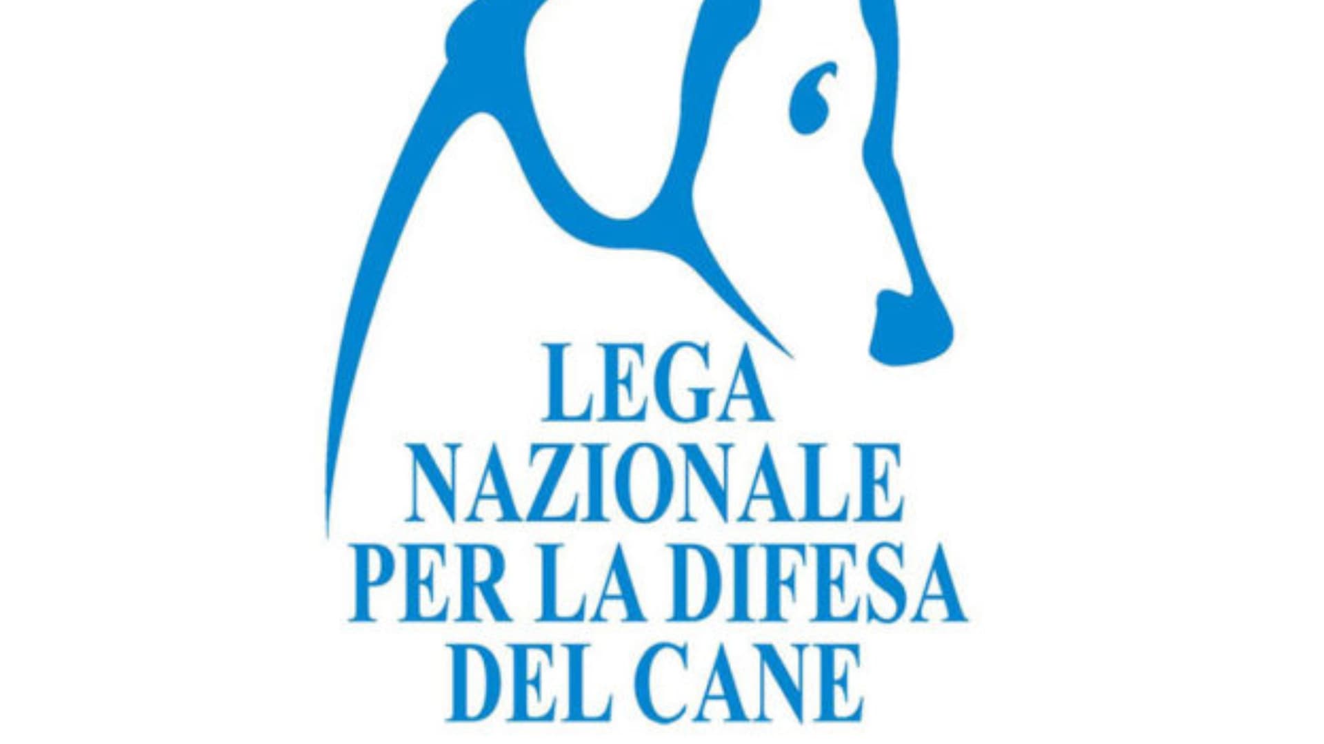 Torino di Sangro, cane trovato morto legato agli scogli: sporta denuncia