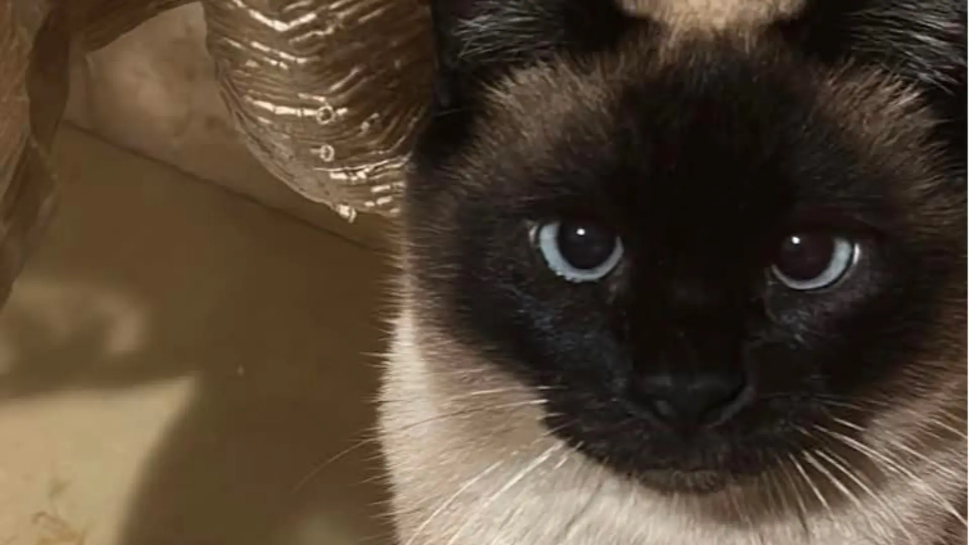 La gattina