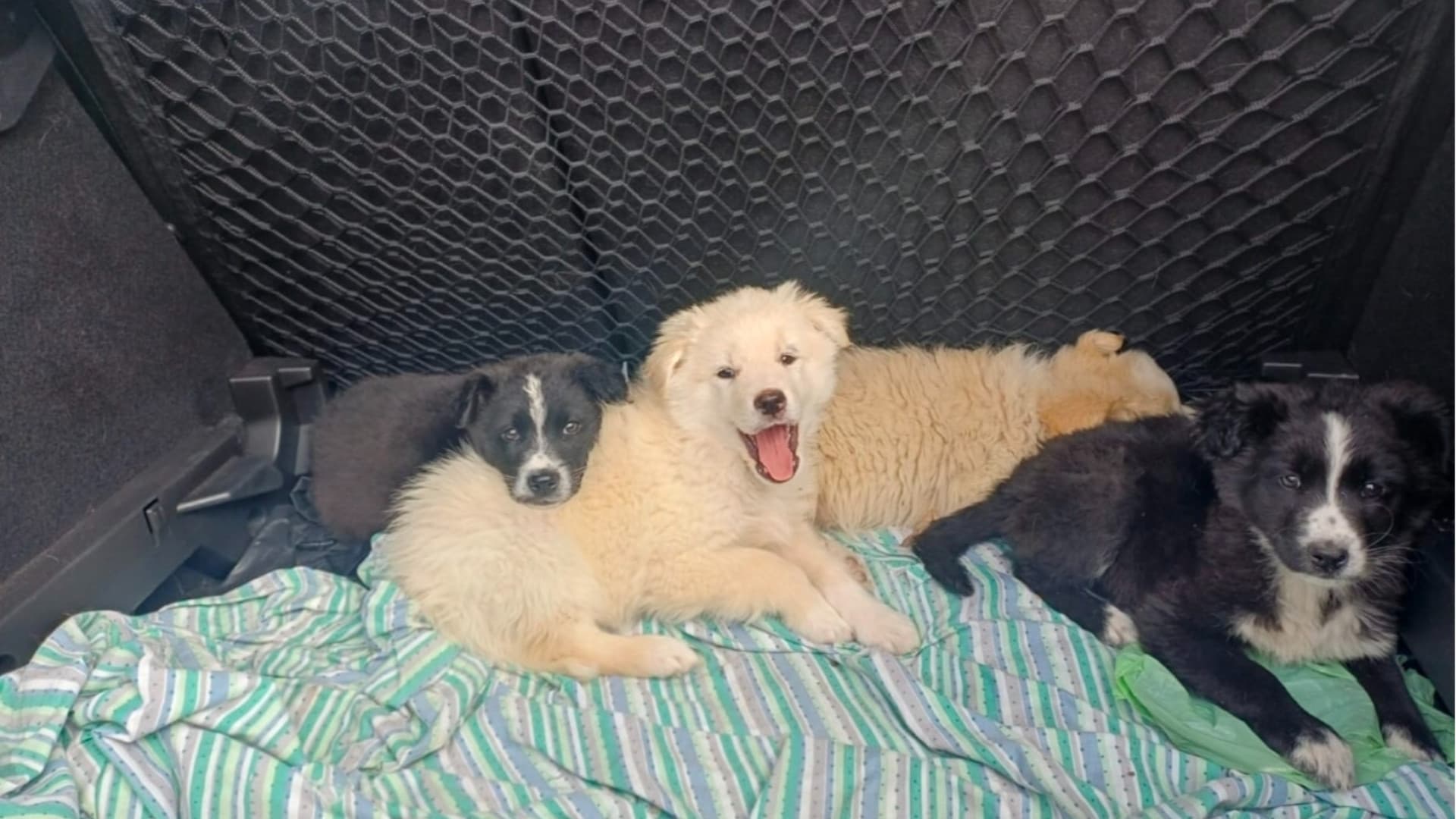I cuccioli