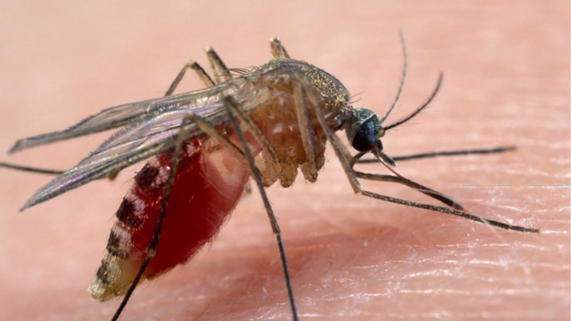 West Nile