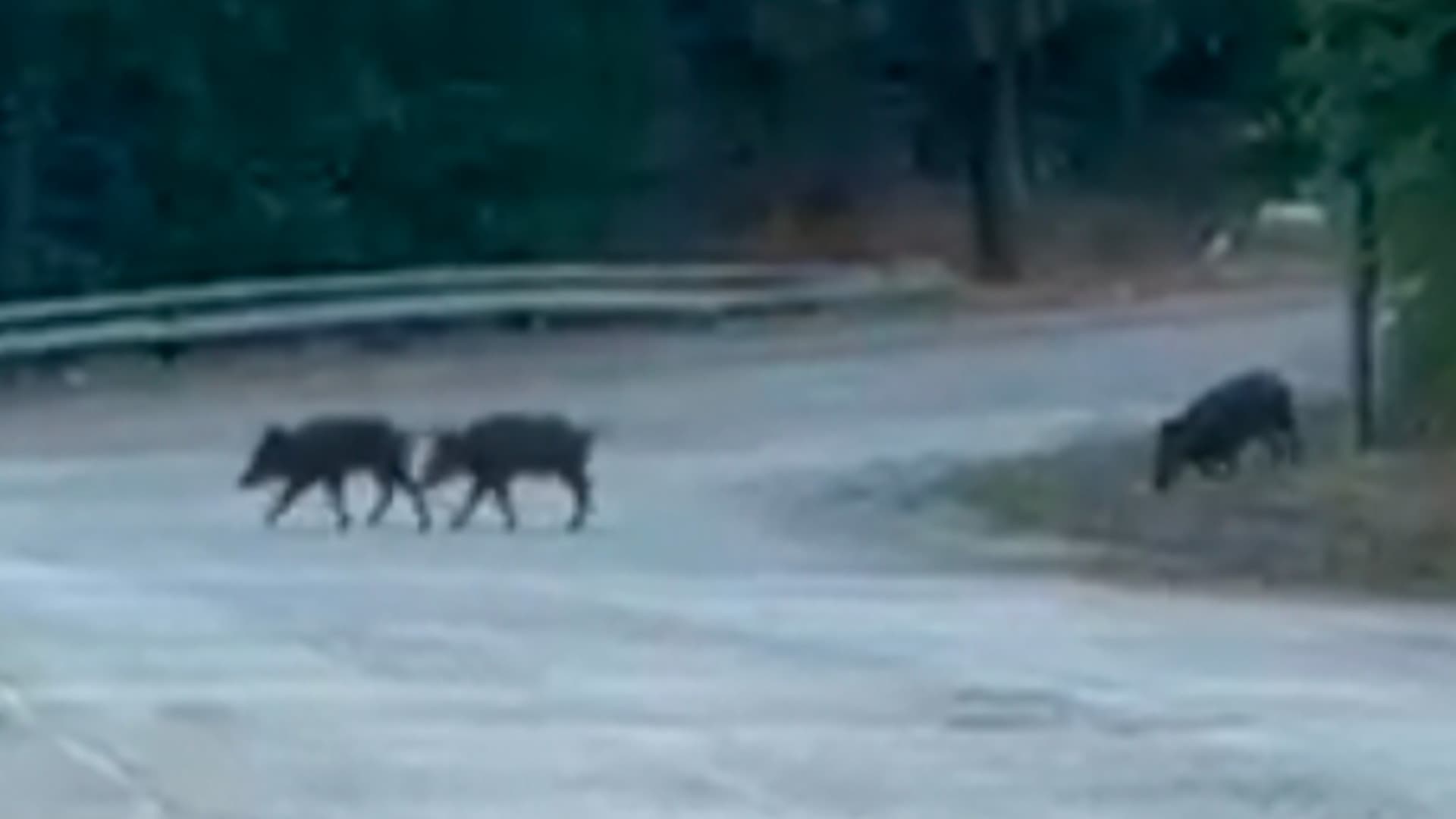 Teramo assediata dai cinghiali: ciclista fuori strada e famiglia in fuga dal lungofiume