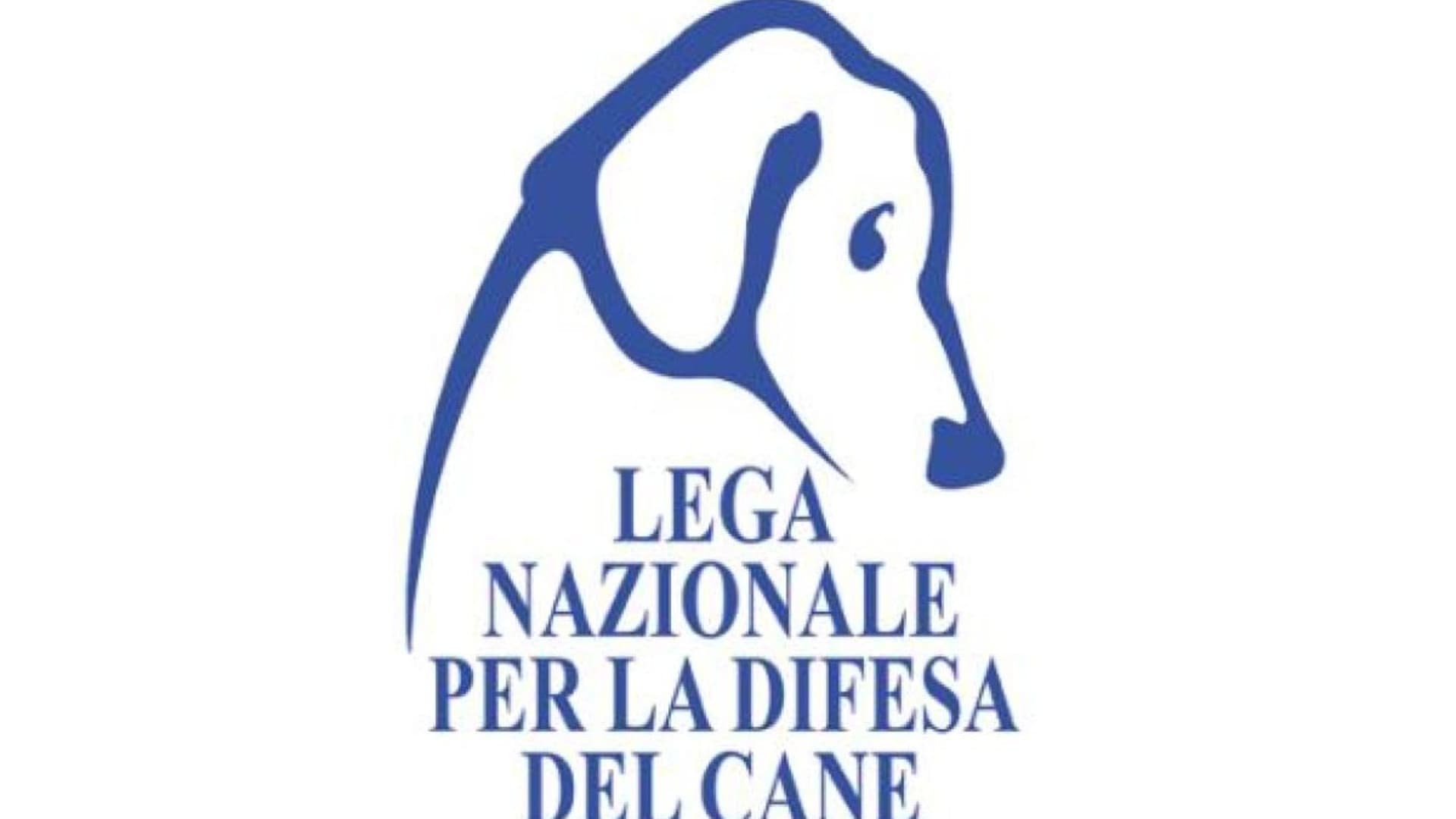 Francavilla, gatta abbandonata con trasportino e cibo