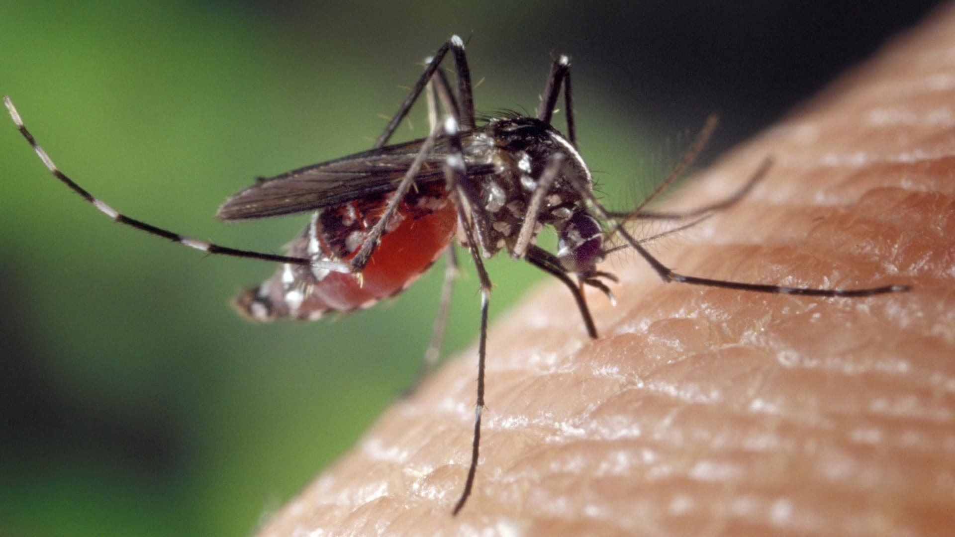 Allarme West Nile