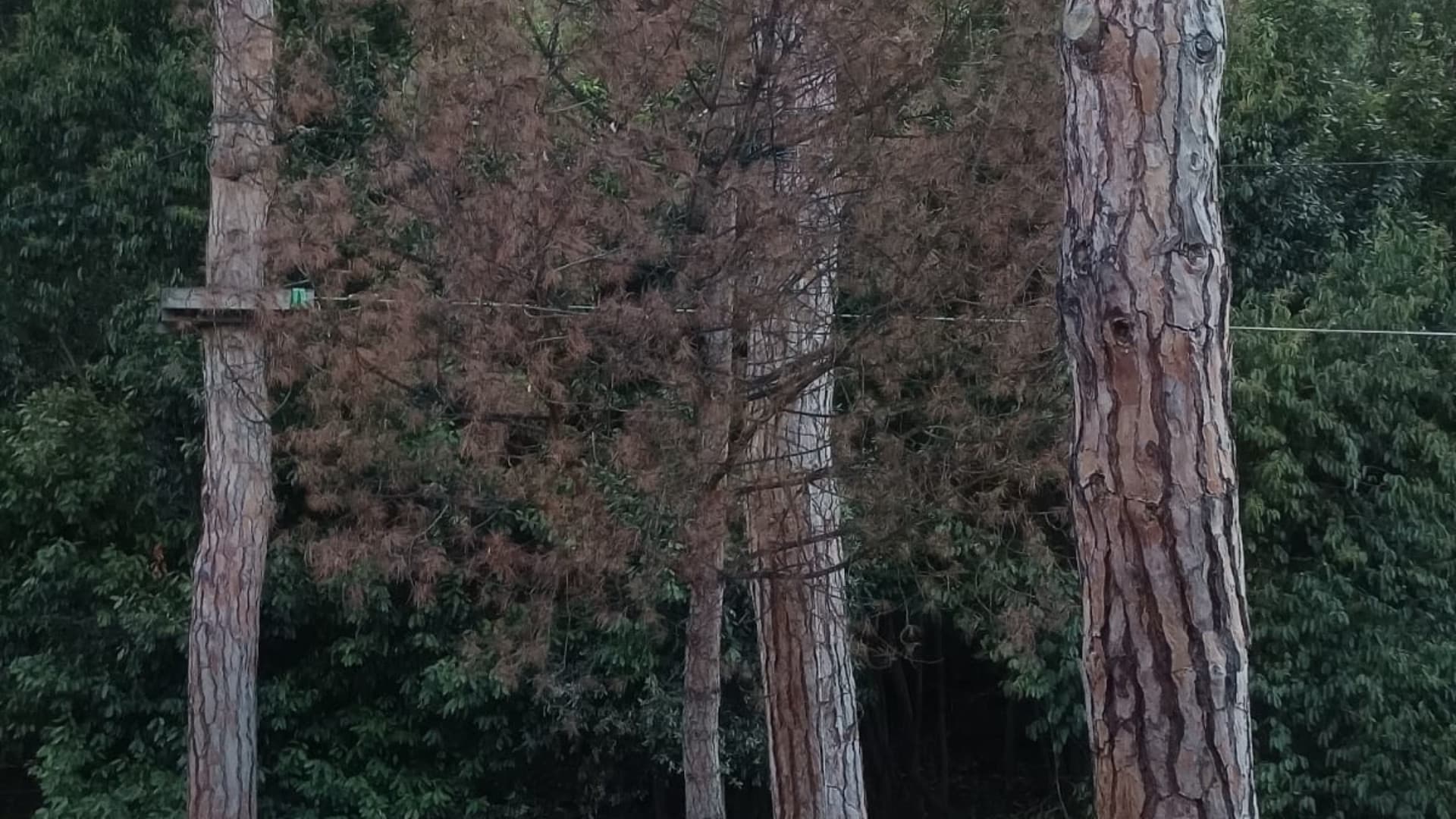 Cocciniglia tartarugata, allarme per le pinete abruzzesi: «Serve un Commissario straordinario