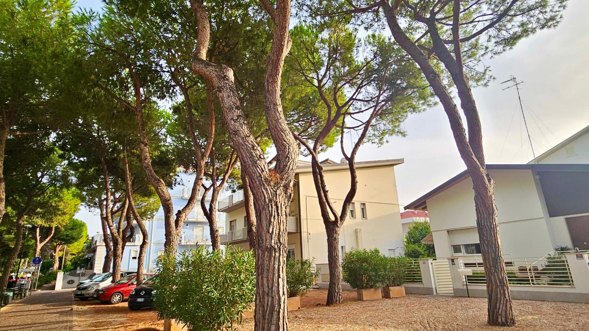 Cocciniglia tartaruga, il parassita arriva anche sui pini di Viale Orsini Nord: «Ora il Comune intervenga»