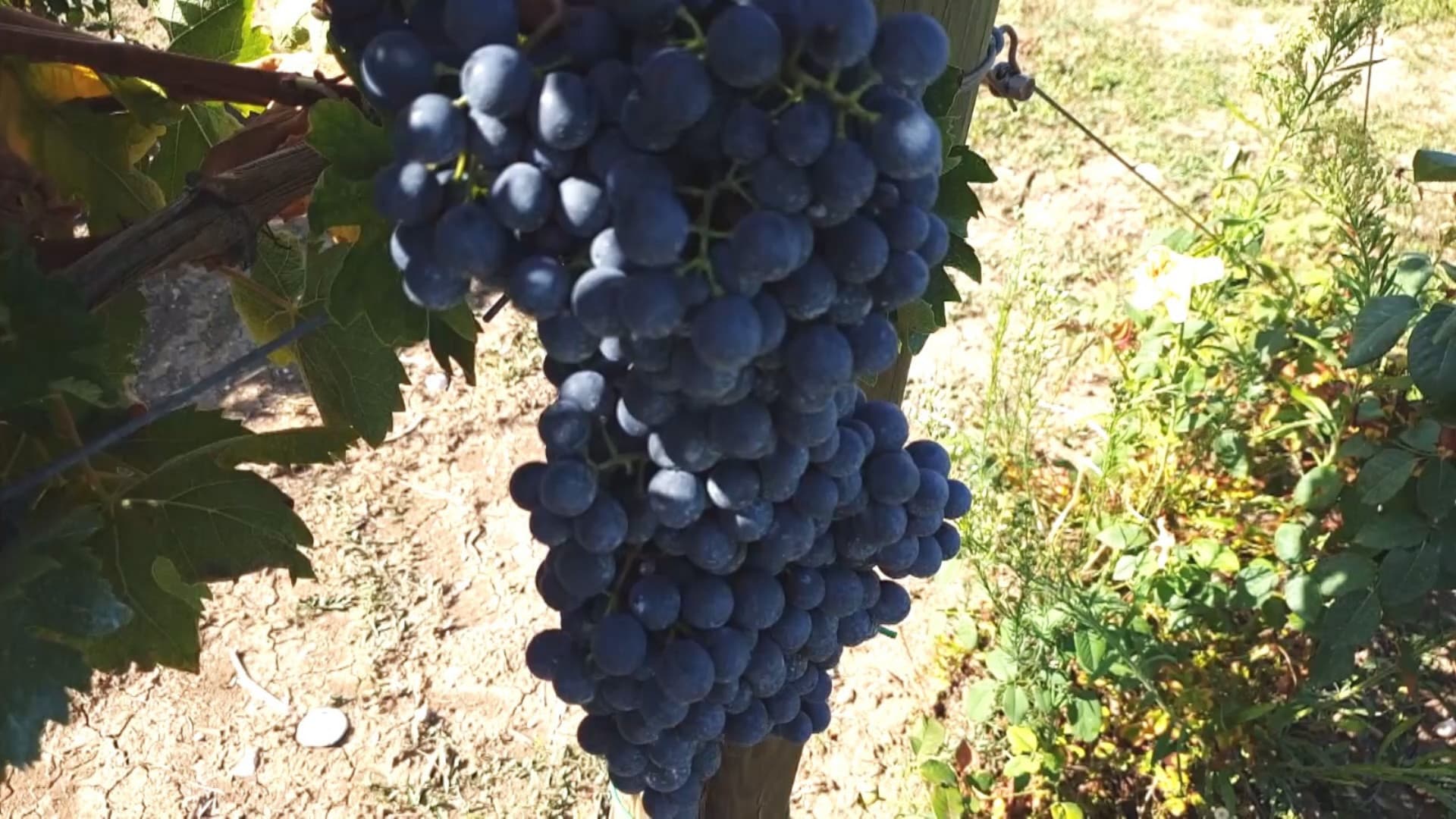 Vino, "Il Cerasuolo" diventi il simbolo del nuovo vino abruzzese