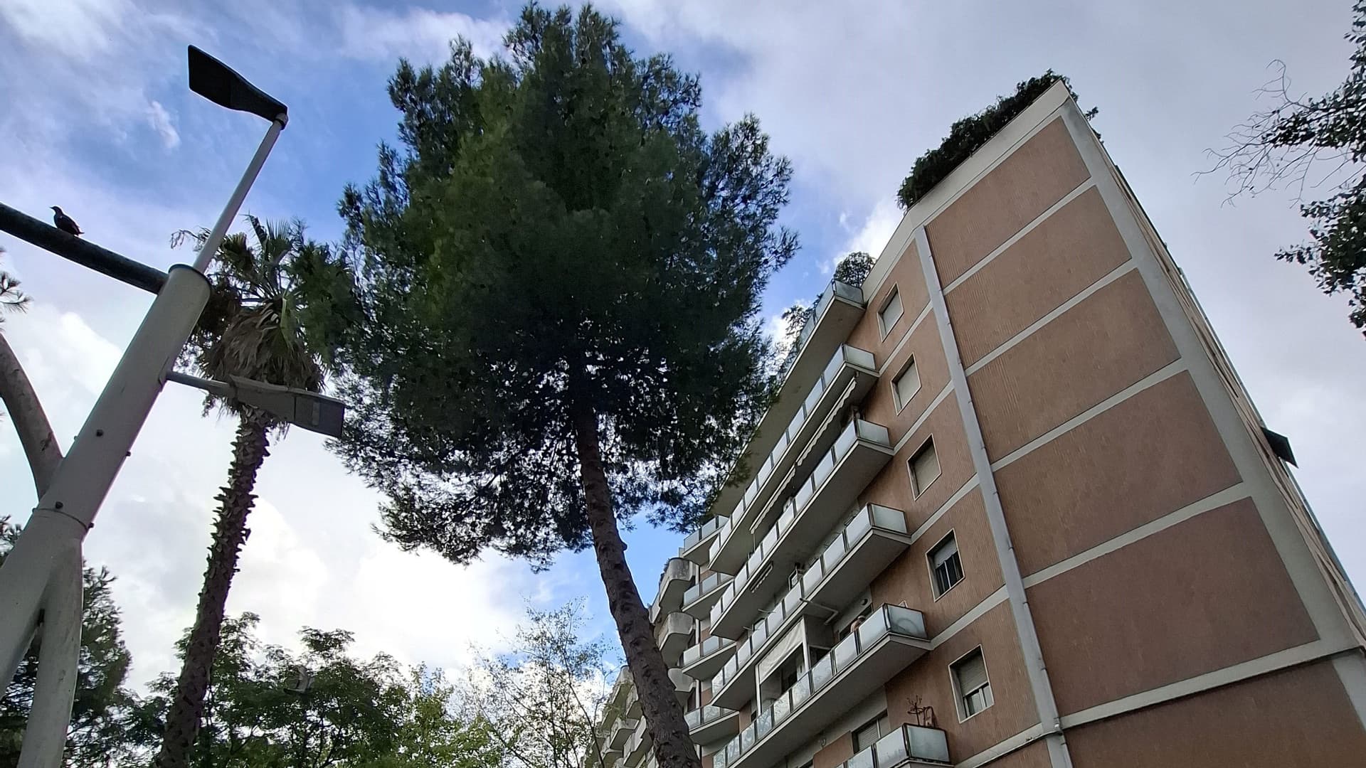 L'albero da abbattere
