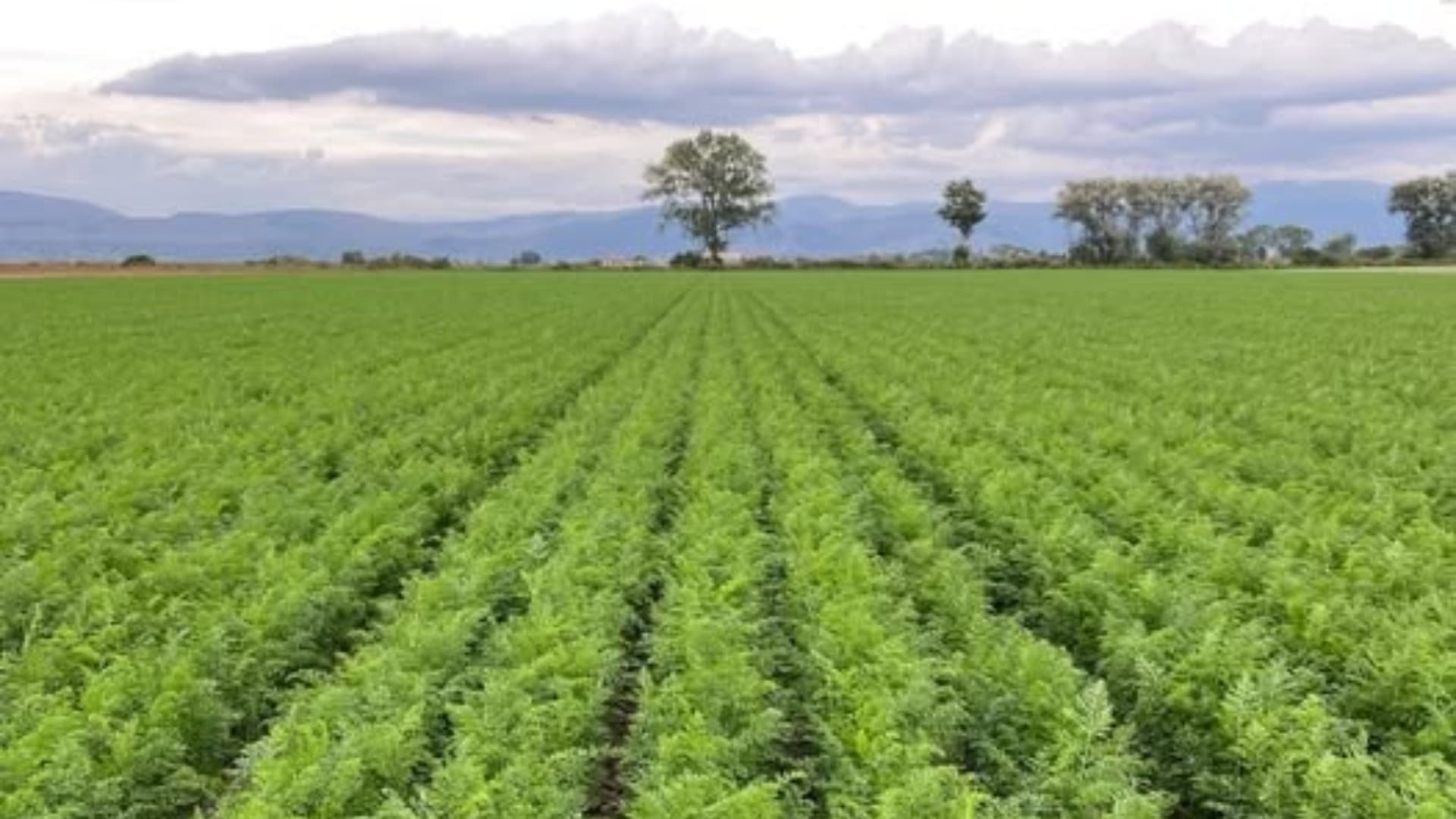 Fucino, svolta sui terreni per le energie rinnovabili: «Bene la nuova norma, ma c’è un rischio»
