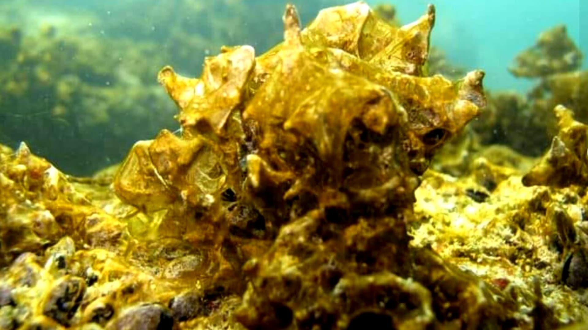 L'alga in una foto di repertorio