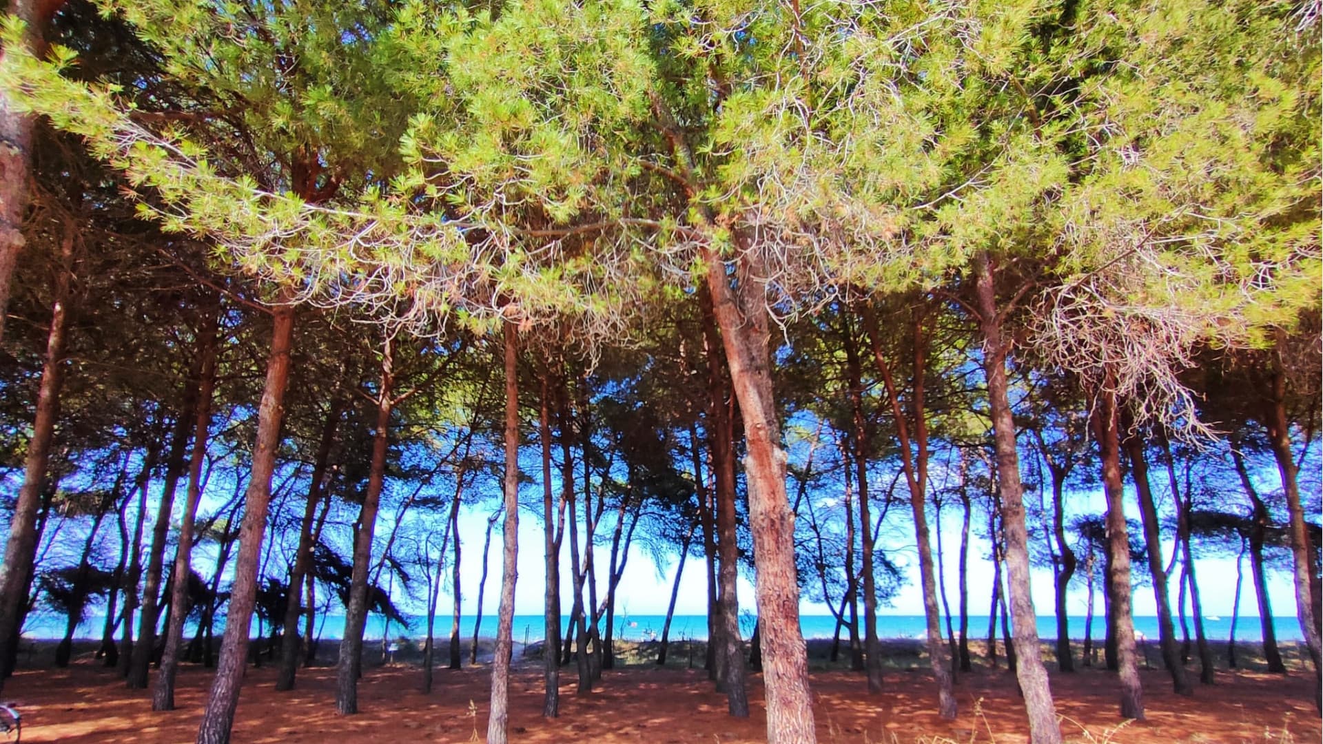 Cocciniglia tartaruga, primi risultati sui pini di Pineto: cosa hanno scoperto i controlli