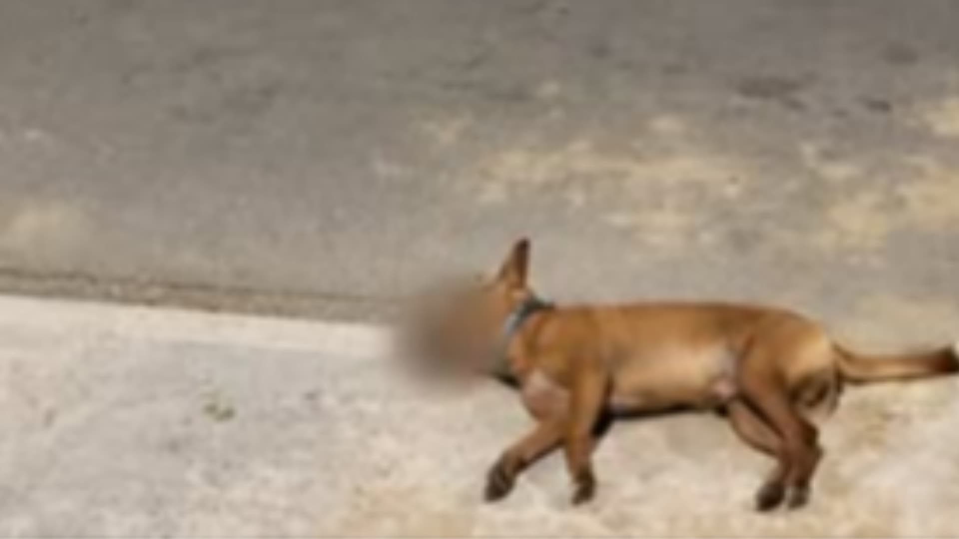 Cane muore dopo essere stato restituito alla proprietaria, la denuncia delle volontarie: «Lo avevamo pensato di averlo salvato»