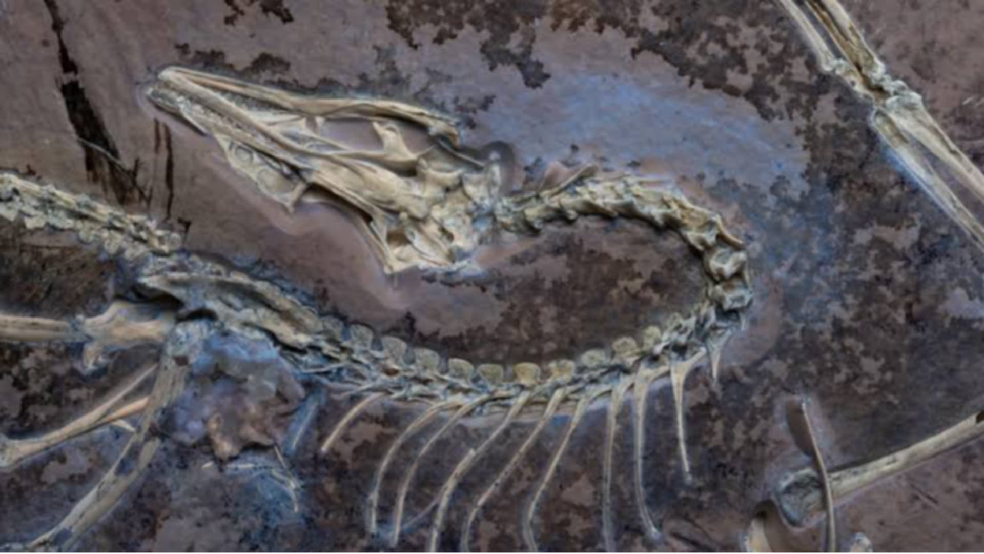 La specie è stata chiamata Norellraptor barsboldi