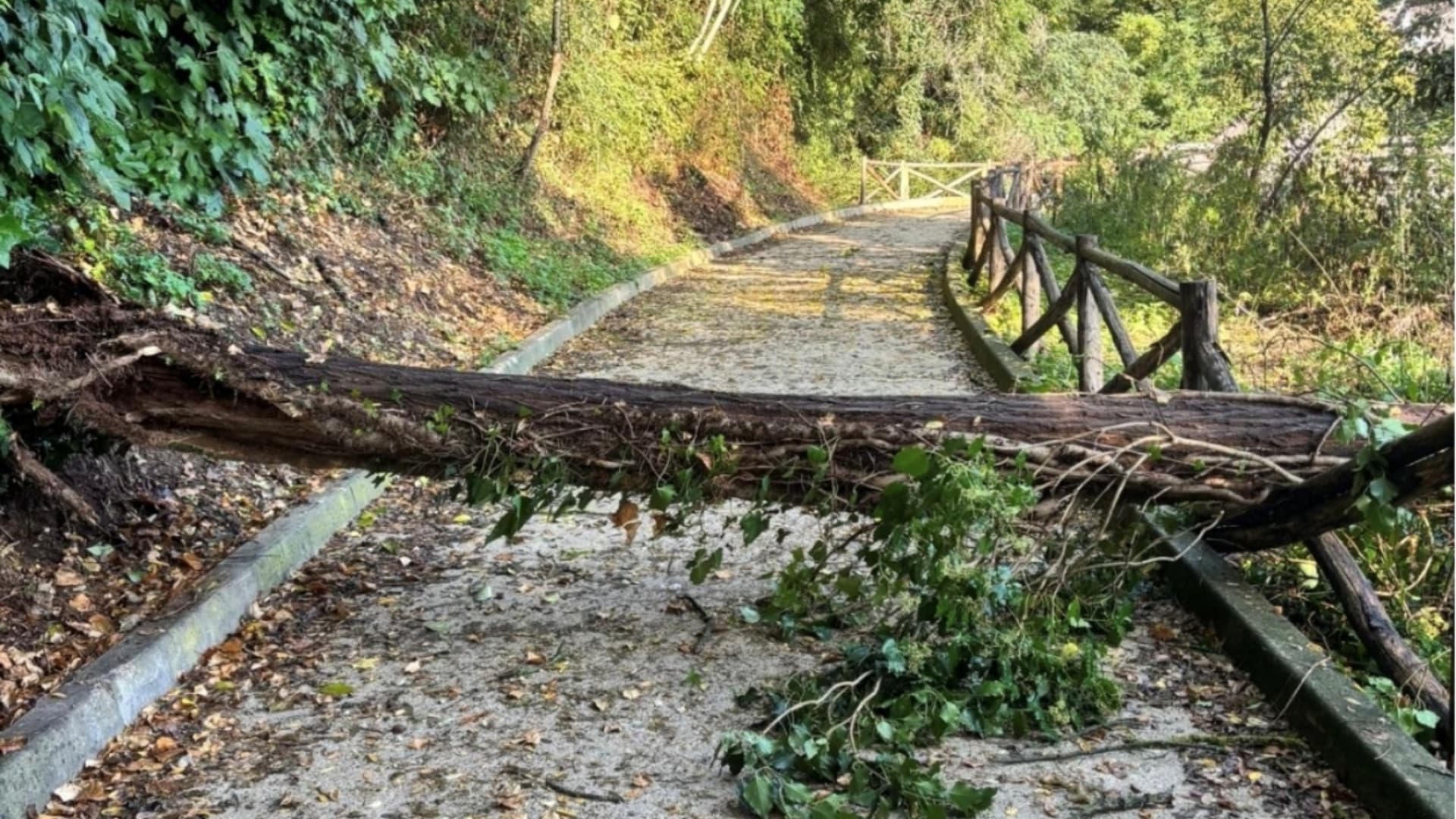Un albero caduto a Teramo