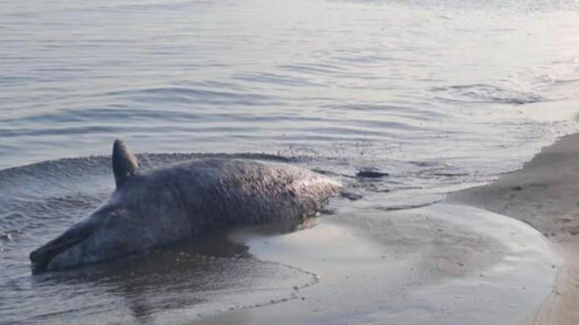 Pescara, delfino trovato morto in spiaggia: "Morto altrove e arrivato qui"