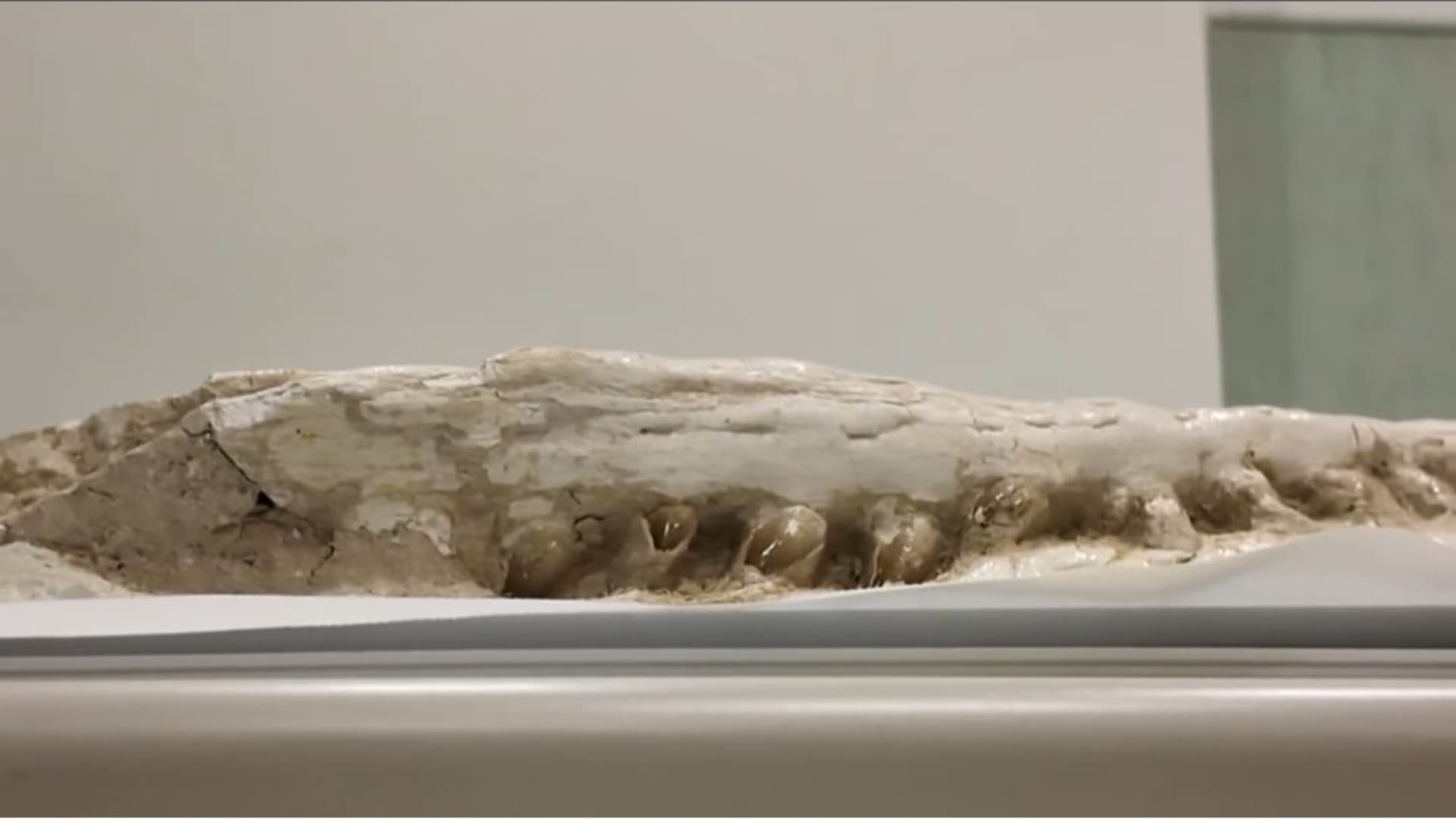 Giulianova, un Mosasauro di oltre 60 milioni di anni fa sotto la Tac D'Archivio: un viaggio alle origini della vita